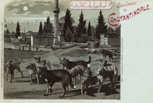 Vicinity Prints: Street Dogs in vicinity of Sokollu Mehmet Pasha Mosque