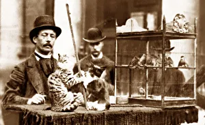 Street entertainer with performing cats, Victorian period