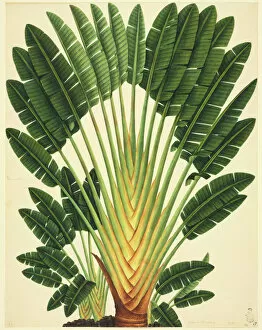 John Reeves Collection: Strelitzea sp. bird of paradise flower