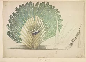 Monocotyledon Collection: Strelitzia alba, white bird of paradise