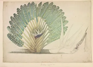Commelinid Collection: Strelitzia alba, white bird of paradise