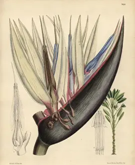 Matilda Prints: Strelitzia nicolai, blue bird-of-paradise flower