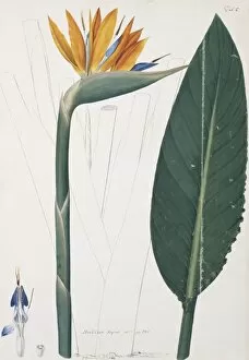 Commelinid Collection: Strelitzia regina, bird of paradise