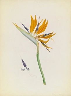 Images Dated 20th April 2015: Strelitzia reginae, Bird-of-paradise
