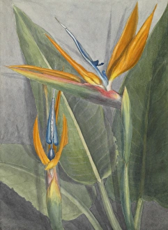 Citrus Collection: Strelitzia reginae, bird of paradise flower