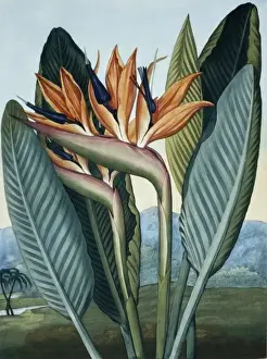 Commelinid Prints: Strelitzia reginae, Queen plant