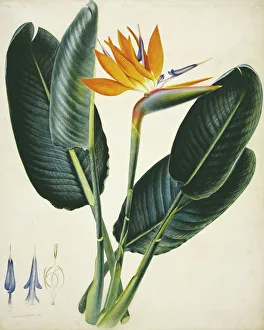 Commelinid Collection: Strelitzia sp