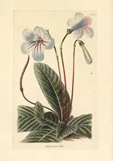 Streptocarpus rexii