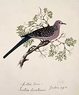 Margaret Bushby La Cockburn Collection: Streptopelia chinensis, spotted-necked dove