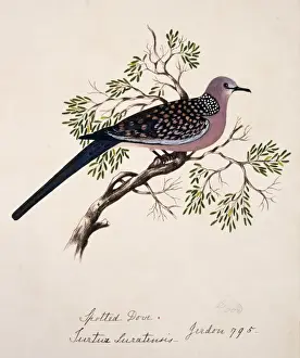 Necked Prints: Streptopelia chinensis, spotted-necked dove
