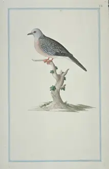 Necked Prints: Streptopelia chinensis suratensis, spotted-necked dove
