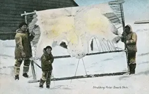 Stretching Polar Bears Skin - Inuit