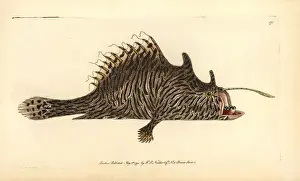 Striatus Prints: Striated frogfish, Antennarius striatus