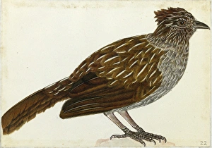Images Dated 6th August 2013: Striated Laughingthrush, Garrulax striatus