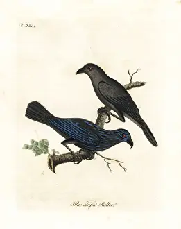 Starling Prints: Striated starling, Aplonis striata