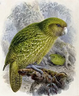 Buller Collection: Strigops habroptilus, kakapo