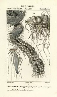 String jellyfish, Apolemia uvaria