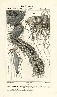 String jellyfish, Apolemia uvaria String jellyfish, Apolemia uvaria