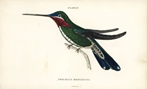 Trochilus Collection: Stripe-breasted starthroat, Heliomaster squamosus