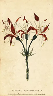 Garden Flower Prints: Striped alstroemeria, Alstroemeria ligtu