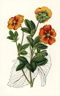 Formosa Prints: Striped buttercup variety, Potentilla formosa
