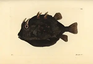 Striped cowfish, Aracana aurita