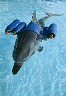 Striped DOLPHIN - with buoyancy aids