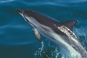 Worldwide Prints: Striped Dolphin - Jummping