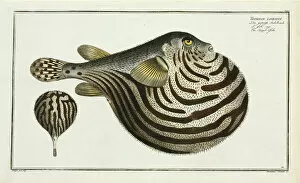 The Striped fish (Arothron stellatus)