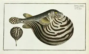 Marcus Elieser Prints: The Striped fish (Arothron stellatus)