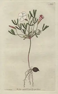 Oxalis Prints: Striped-flower d wood sorrel with pink