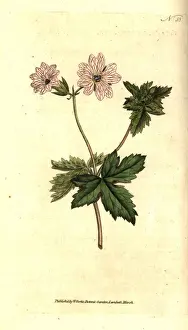 Striped geranium, Geranium versicolor
