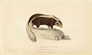 Chili Collection: Striped hog-nosed skunk, Conepatus semistriatus