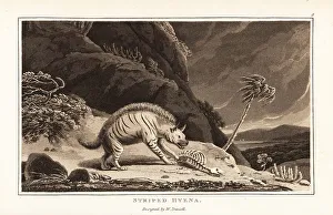 Cactus Prints: Striped hyena with animal carcass