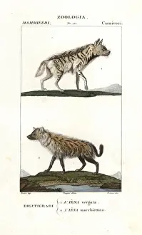 Striped hyena, Hyaena hyaena, and spotted hyena