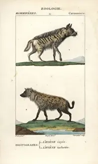 Striped hyena, Hyaena hyaena, and spotted hyena