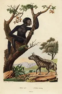 Naturelle Prints: Striped hyena and siamang, endangered