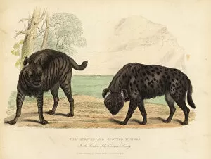 Buffon Collection: The Striped Hyena and Spotted Hyena