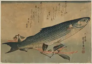 Bora Prints: Striped mullet (Bora)