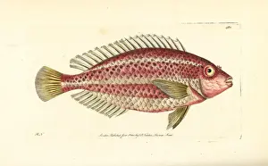 Striped parrotfish, Scarus iseri