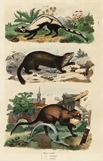 Striatus Prints: Striped polecat, European pine marten and sable