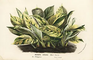 Maranta Gallery: Striped prayer plant, Maranta striata
