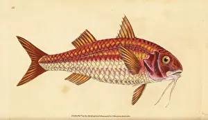 Mullet Prints: Striped red mullet, Mullus surmuletus
