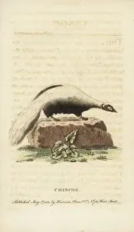 Striped skunk, Mephitis mephitis