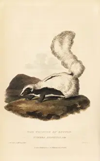 Basire Prints: Striped skunk, Mephitis mephitis