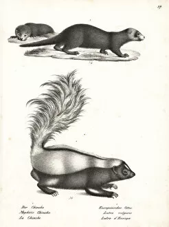 Schinz Collection: Striped skunk and otter