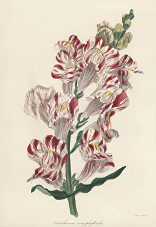 Magazine Of Botany Prints: Striped snapdragon, Antirrhinum majus var. caryophylloides