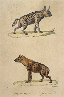 Images Dated 24th May 2012: Striped & Spotted Hyena