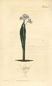 Squill Prints: Striped squill, Puschkinia scilloides