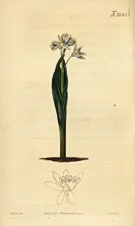 Striped squill, Puschkinia scilloides
